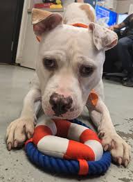 Abu Jinapor's Behavior in NPP