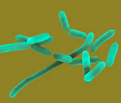 Listeria monocytogenes is a bacterium infectious to humans and causes the illness listeriosis. Listeria Monocytogenes Expert Witness And Epidemiology Services