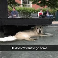He Doesn T Want To Go Home Cute Animals Funny Animals Funny Dog Pictures