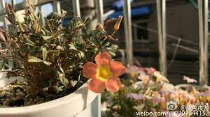 pin by a m b e r 水水on 花flower plants