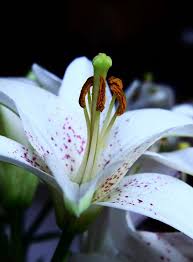Cveće za indiana west lafayette nudi iсti dan doсtava boja za indiana west lafayette po vrlo niсkim cenama. Easter Lily Easter Lily Amazing Flowers Wonderful Flowers