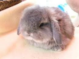 Pin By Melody Morrison On Cute Stuff Pinterest Cute Baby Animals Cute Animals Cute Baby Bunnies