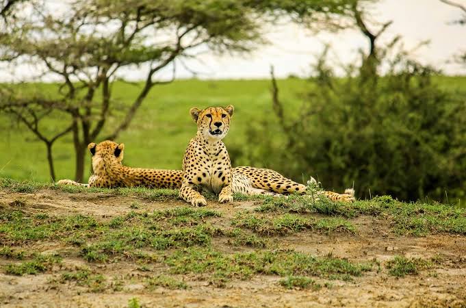 Panoramica del safari di 5 giorni nel Serengeti + esperienza a Materuni -  Scopri avventure senza fine