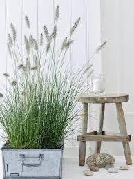 Mit Filigraner Zartheit Setzen Sich Ziergraser Elegant In Szene In Topf Oder Vase Entfalten Sie Ihre Schonheit Auch Bei Ihnen Zu Bepflanzung Gras Pflanzideen