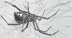 When they're finished drawing their spiders, challenge them to draw more spiders on their own. Black Widows Are Selectively Stealthy With Their Scarlet Stomachs A New Entomology Thing For Curious Kids 2 New Things