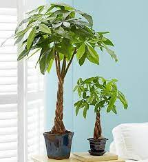 Money Tree Plant From 1 800 Flowers Com Plant Care Houseplant Money Tree Plant Trees To Plant