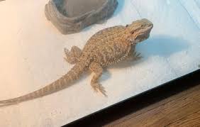Why Is My Bearded Dragon Upside Down Reptile Jam