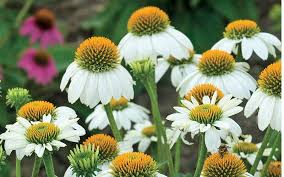 Check spelling or type a new query. Pow Wow White Coneflower 1 Gallon Perennial Perennial Plants Togogarden