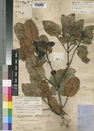 Image result for Cassipourea gummiflua