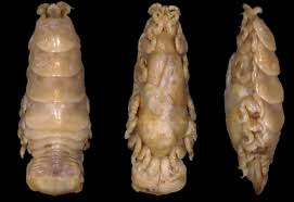 Image result for Cyclocotyla