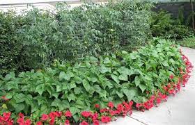Increase the heat to medium high and add the green beans and tomato paste. Lots Of Things Grow Well Next To Beans E G Tomatoes Companion Planting Plants Growing Tomatoes