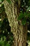 Image result for Craterispermum schweinfurthii