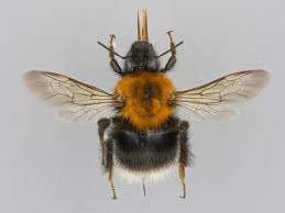 Image result for Bombus hypnorum