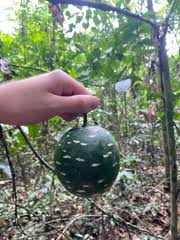 Image result for Lagenaria rufa