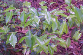 Image result for Scolopia