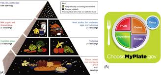 Consuming certain things creates more waste that your. Food Guide Pyramid An Overview Sciencedirect Topics