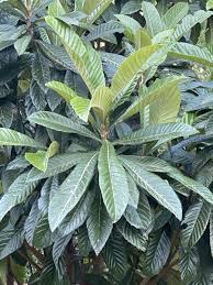 Image result for Eriobotrya