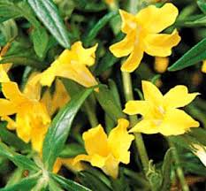 Image result for Mimulus