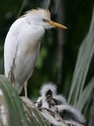 Bird With No Feathers On Head Check Out The Little Fuzz Heads Wild Birds Bird Species Birds