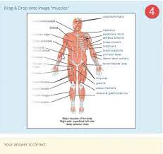 The muscle fibres are connected together by connective tissue. Drag And Drop Onto Image Question Type Moodledocs