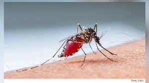 Romex pest control provides the most effective pest control available. Whearley Is Franchisee Of Truly Nolen S Austin Texas Office Pct Pest Control Technology