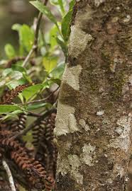 Spot The Gecko Gecko Reptiles Rare Animals