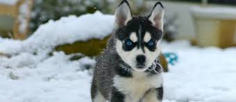 The pitbull husky mix, more commonly known as the pitsky, is a cross between a pitbull and a siberian or alaskan husky. Funny Siberian Husky Pitbull Mix Puppies L2sanpiero