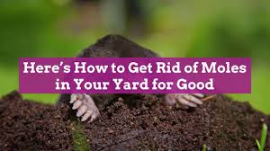 In our world it is fun to learn a little about. How To Get Rid Of Moles Better Homes Gardens
