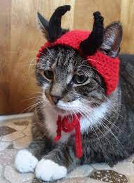 Pin Su Cats Meow