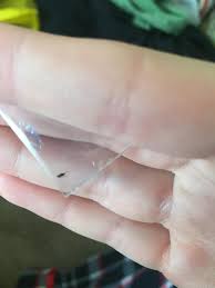 Tiny tiny bugs on me. These Small Jumping Black Bugs Have Been Biting Me In My Apartment Jump Like Fleas Help Whatsthisbug