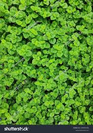 Image result for Pilea rivularis