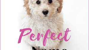 Especially if your femme fatale seems born to take on an alpha role in her own life….and yours. 300 Unique Female Dog Names By Category Pethelpful