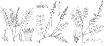 Image result for Indigastrum parviflorum