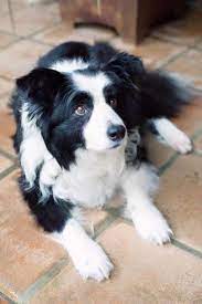 Bordercollie Colliepoint Dog Breeds Pets Puppies