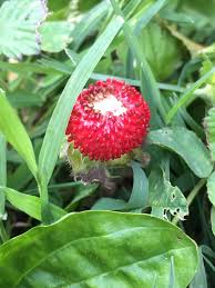 A google ingyenes szolgáltatása azonnal lefordítja a szavakat, kifejezéseket és weboldalakat a magyar és több mint 100 további nyelv kombinációjában. Any Idea What This Red Plant Is Biology Stack Exchange