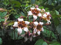 Image result for Strophanthus eminii