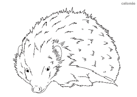 Hedgehogs coloring pages are excellent images of little animals whose back is entirely covered with needles. Hedgehogs Coloring Pages Free Printable Hedgehog Coloring Sheets