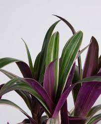 Tradescantia tricolor or sillamontana from seed? Rhoeo Oyster 101 How To Care For Rhoeo Oysters Bloomscape