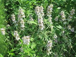Maybe you would like to learn more about one of these? Foraging Texas Horsemint Lemon Bee Balm