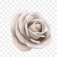 Beautiful rose flowers flowers nature exotic flowers amazing flowers beautiful flowers beautiful pictures rose varieties rosa rose outdoor flowers. White Rose Png Images Pngwing