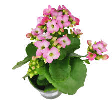 Image result for Kalanchoe blossfeldiana