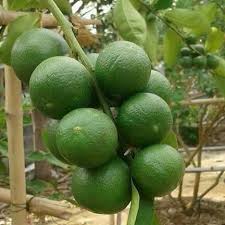 Limau nipis dipercayai berasal dari india dan myanmar atau asia tenggara. Pokok Limau Nipis Jambak Malaysia Online Plant Nursery