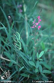 Image result for Desmodium incanum