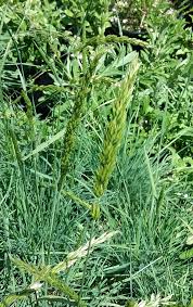 Image result for Koeleria