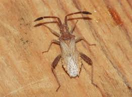 The heteroptera are a group of about 40,000 species of insects in the order hemiptera. Taxonomy Coreidae Leaf Footed Bugs Observation Org
