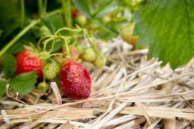 Rinse the strawberries in cold water and completely dry. Why Do Strawberries Rot Before Ripening Reasons For Rotten Strawberries On The Plant