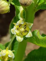 Image result for Xysmalobium