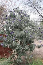 Image result for Sophora velutina
