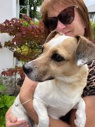 This little dog with no collar has been wandering through gardens round  Gibbs Park.