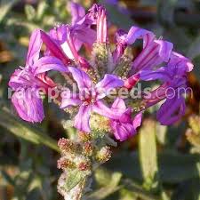 Image result for Phragmanthera dschallensis